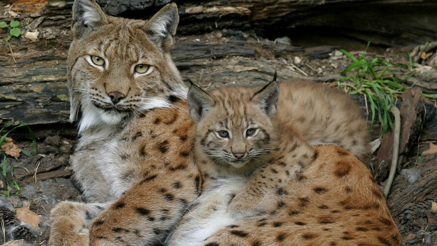 Alpenzoo Innsbruck